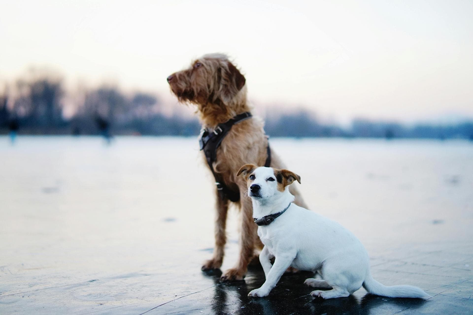 Specialist Vets in Salisbury
